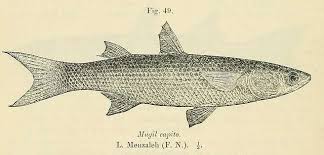 Image result for Liza ramada