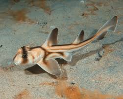 Image result for Heterodontus portusjacksoni