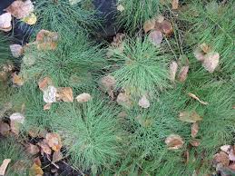 Attēlu rezultāti vaicājumam “Equisetum pratense”