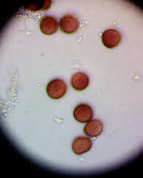 Attēlu rezultāti vaicājumam “Physarum oblatum spores”