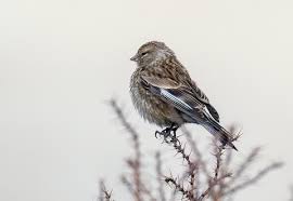Image result for twite photo