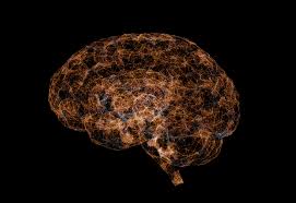 Image result for map of the brain