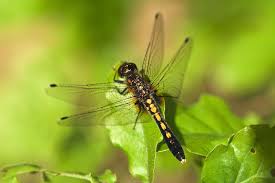 Attēlu rezultāti vaicājumam “Leucorrhinia caudalis”