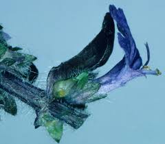 Attēlu rezultāti vaicājumam “Ajuga reptans bud”