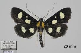 Attēlu rezultāti vaicājumam “Anania funebris”