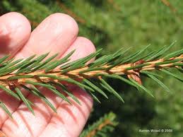 Attēlu rezultāti vaicājumam “Abies”