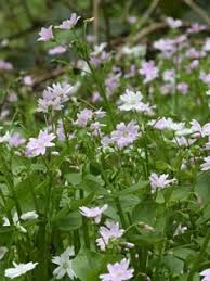 Attēlu rezultāti vaicājumam “Claytonia sibirica”