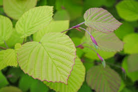 Attēlu rezultāti vaicājumam “Reticularia jurana young”