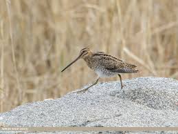 Image result for Gallinago gallinago