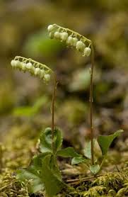 Attēlu rezultāti vaicājumam “Pyrolaceae”