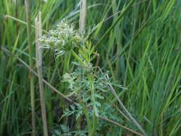 Attēlu rezultāti vaicājumam “Peucedanum palustre leaf”