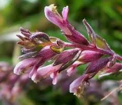 Attēlu rezultāti vaicājumam “Odontites vulgaris flower”