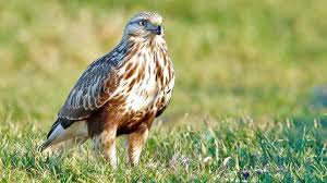 Attēlu rezultāti vaicājumam “Buteo lagopus”