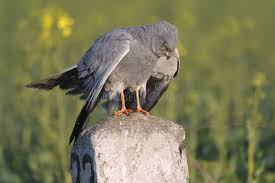 Attēlu rezultāti vaicājumam “Circus pygargus adult”