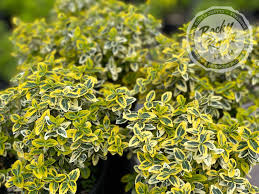 Attēlu rezultāti vaicājumam “Euonymus flower”