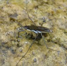 Attēlu rezultāti vaicājumam “Limnoporus rufoscutellatus”