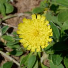 Attēlu rezultāti vaicājumam “Pilosella officinarum flower”