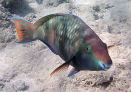 Image result for Scarus fuscopurpureus