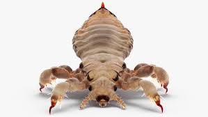 Attēlu rezultāti vaicājumam “Phthiraptera”