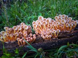 Attēlu rezultāti vaicājumam “Mycena renati”