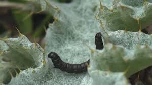 Attēlu rezultāti vaicājumam “Cucullia lucifuga larva”