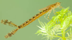 Attēlu rezultāti vaicājumam “Erythromma najas”