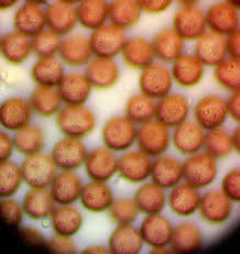 Attēlu rezultāti vaicājumam “Badhamia bethelii”