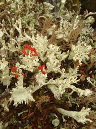 Attēlu rezultāti vaicājumam “Cladonia deformis”