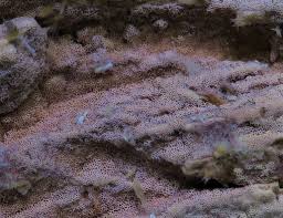 Attēlu rezultāti vaicājumam “Ceriporia purpurea”