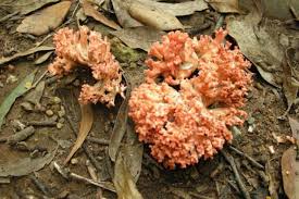 Attēlu rezultāti vaicājumam “Ramaria formosa”