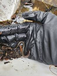 Image result for Lethenteron camtschaticum