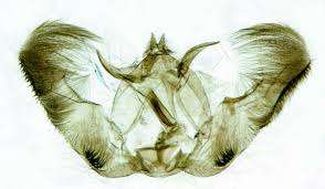 Attēlu rezultāti vaicājumam “Epinotia bilunana”