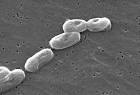 Burkholderia cepacia