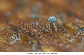 Attēlu rezultāti vaicājumam “Didymium squamulosum macro”