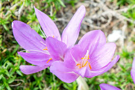 Attēlu rezultāti vaicājumam “Colchicum autumnale flower”