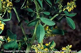 Attēlu rezultāti vaicājumam “Melilotus officinalis leaf”