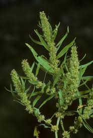 Attēlu rezultāti vaicājumam “Rumex maritimus leaf”