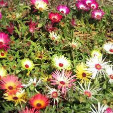 Image result for Mesembryanthemum criniflorum