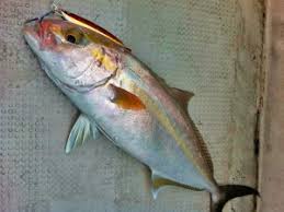 Image result for Seriola rivoliana