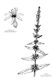 Attēlu rezultāti vaicājumam “Lythrum salicaria flower”