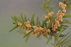 Attēlu rezultāti vaicājumam “Taxus baccata female flower”
