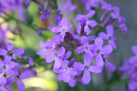 Image result for Lunaria annua