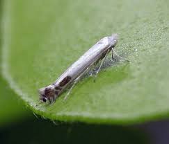 Attēlu rezultāti vaicājumam “Lyonetiidae”