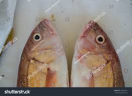 Image result for Chrysoblephus laticeps