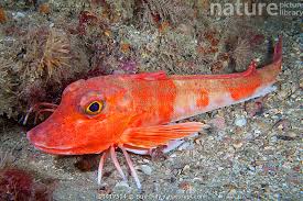 Image result for Chelidonichthys cuculus