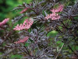 Attēlu rezultāti vaicājumam “Sambucus”