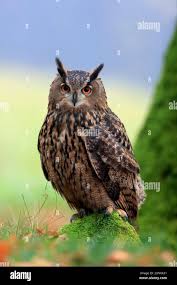 Attēlu rezultāti vaicājumam “Bubo bubo adult”