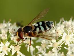 Attēlu rezultāti vaicājumam “Didea alneti”