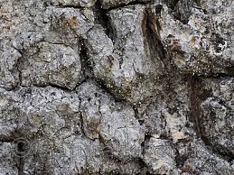 Attēlu rezultāti vaicājumam “Sclerophora pallida”