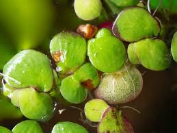 Attēlu rezultāti vaicājumam “Spirodela polyrhiza”